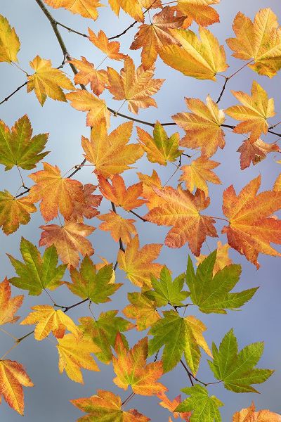 Jaynes Gallery 아티스트의 USA-Washington State-Seabeck Vine maple branch in autumn작품입니다.